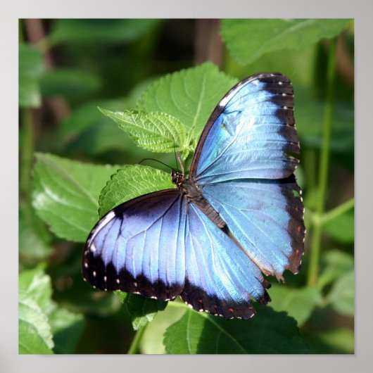 Schmetterling Poster (Vorne)