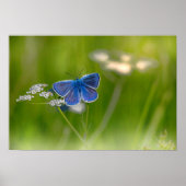 Schmetterling Poster (Vorne)