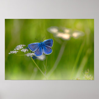 Schmetterling Poster