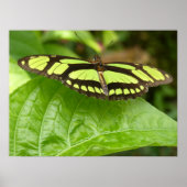 Schmetterling Poster (Vorne)