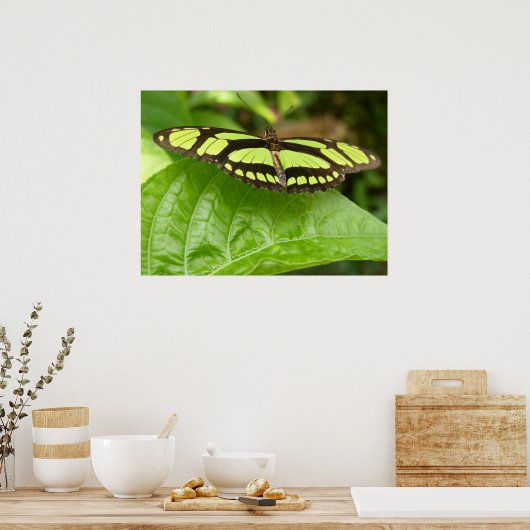 Schmetterling Poster (Küche)