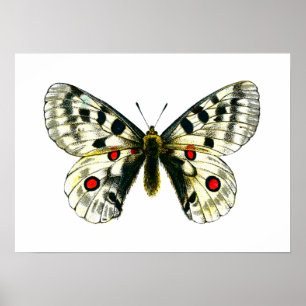 Schmetterling Poster