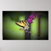 Schmetterling, Poster (Vorne)