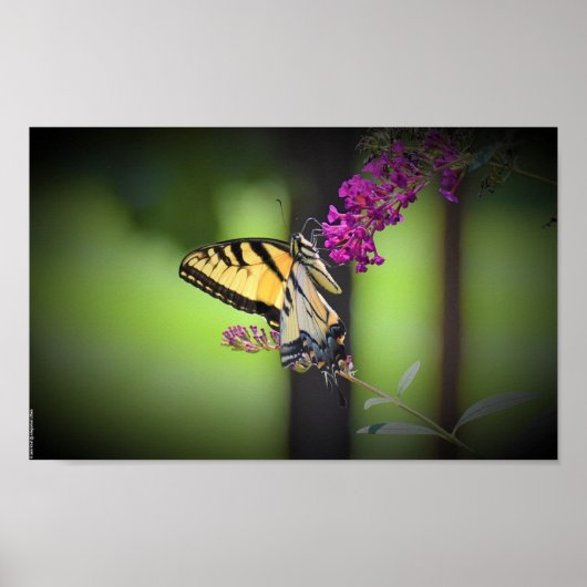 Schmetterling, Poster (Vorne)