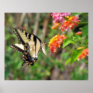 Schmetterling Poster