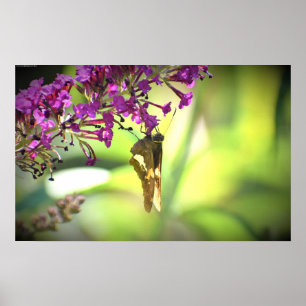 Schmetterling, Poster