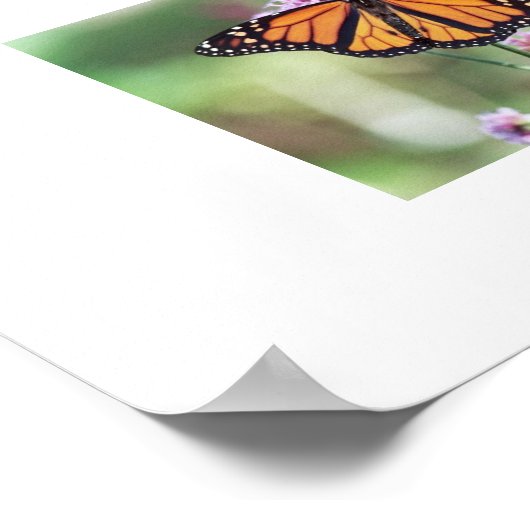 Schmetterling Poster (Ecke)
