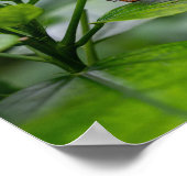 Schmetterling Poster (Ecke)