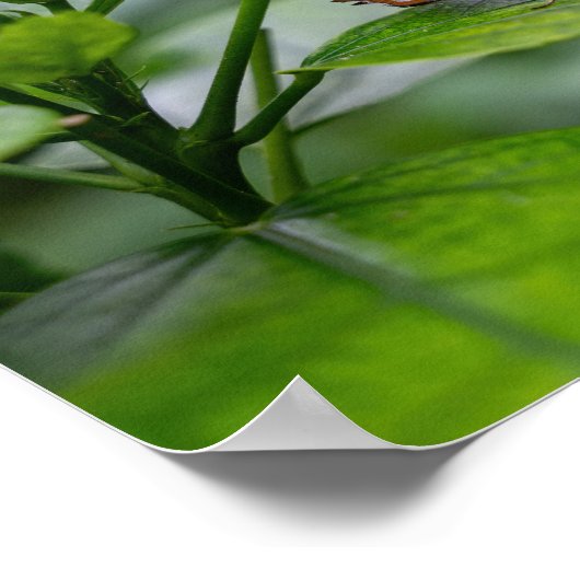 Schmetterling Poster (Ecke)