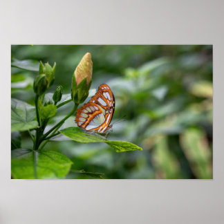 Schmetterling Poster