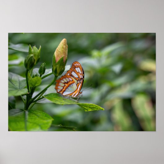 Schmetterling Poster (Vorne)
