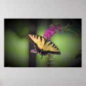 Schmetterling, Poster (Vorne)