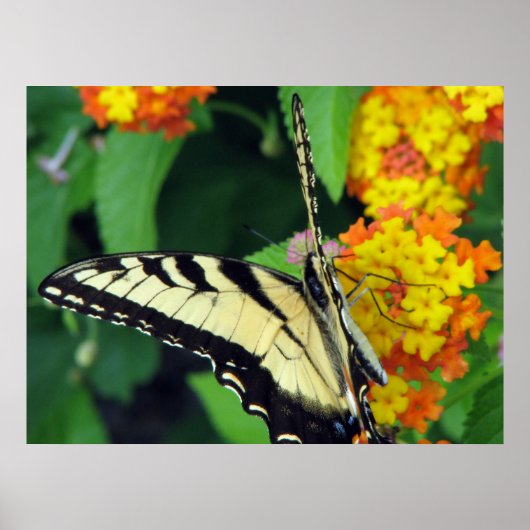 Schmetterling Poster (Vorne)