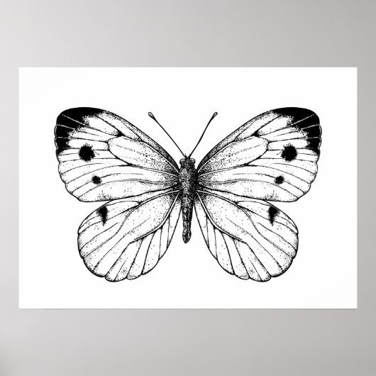 Schmetterling Poster (Vorne)