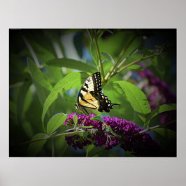 Schmetterling, Poster