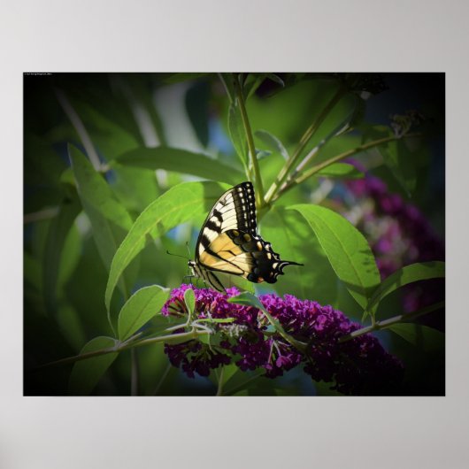 Schmetterling, Poster (Vorne)