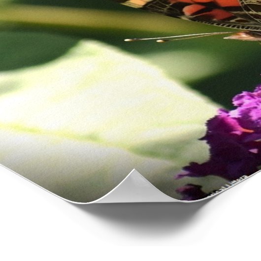 Schmetterling, Poster (Ecke)