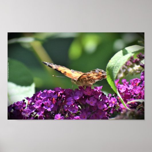 Schmetterling, Poster (Vorne)