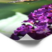 Schmetterling, Poster (Ecke)