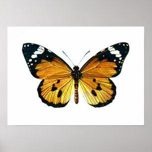 Schmetterling Poster