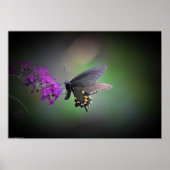 Schmetterling, Poster (Vorne)