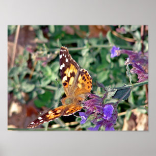 Schmetterling Poster