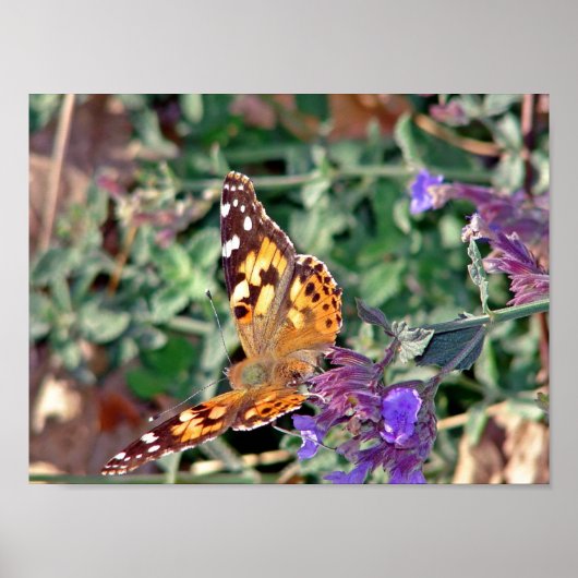 Schmetterling Poster (Vorne)