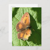 Schmetterling Postkarte (Vorne/Hinten)