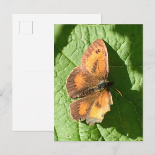 Schmetterling Postkarte (Vorne/Hinten)