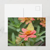 Schmetterling Postkarte (Vorne/Hinten)