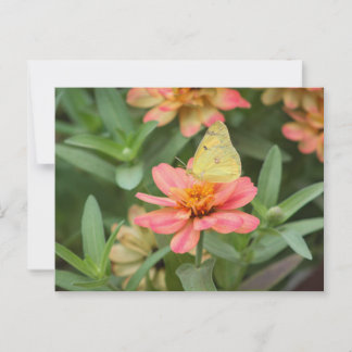 Schmetterling Postkarte