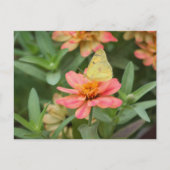 Schmetterling Postkarte (Vorderseite)