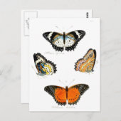 Schmetterling Postkarte (Vorne/Hinten)
