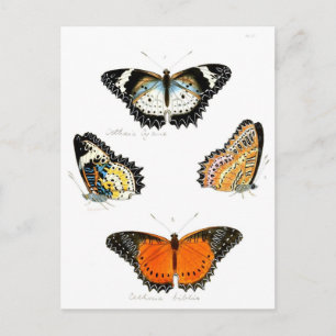 schmetterling postkarte