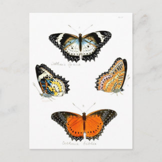Schmetterling Postkarte