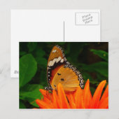 Schmetterling Postkarte (Vorne/Hinten)