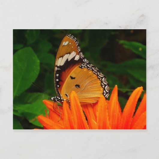 Schmetterling Postkarte (Vorderseite)