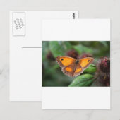 Schmetterling Postkarte (Vorne/Hinten)