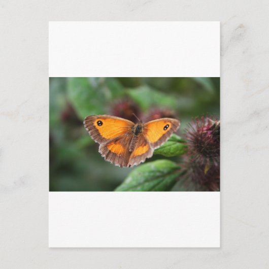 Schmetterling Postkarte (Vorderseite)