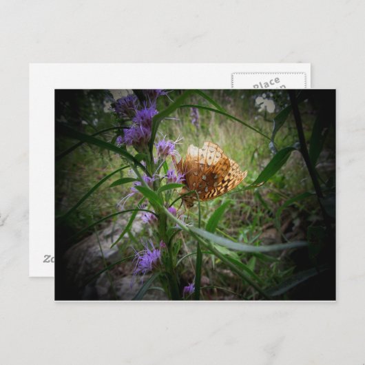 schmetterling postkarte (Vorne/Hinten)