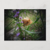 schmetterling postkarte (Vorderseite)