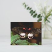 Schmetterling Postkarte (Stehend Vorderseite)