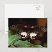 Schmetterling Postkarte (Vorne/Hinten)