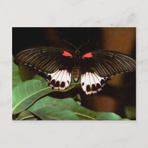 Schmetterling Postkarte