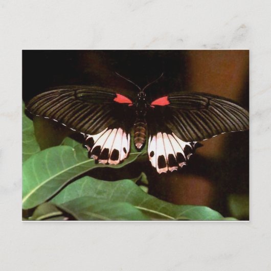 Schmetterling Postkarte (Vorderseite)