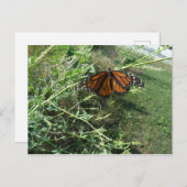 Schmetterling Postkarte (Vorne/Hinten)