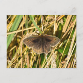 Schmetterling Postkarte
