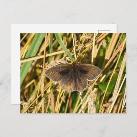 Schmetterling Postkarte (Vorne/Hinten)