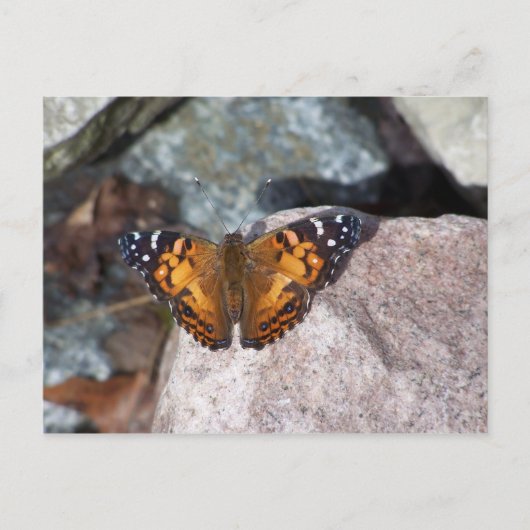 Schmetterling Postkarte (Vorderseite)