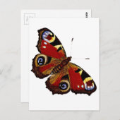 Schmetterling Postkarte (Vorne/Hinten)